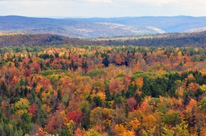 Vermont_fall_foliage_hogback_mountain